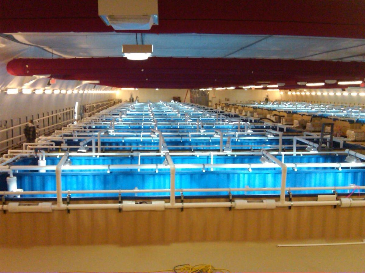 shipping container shrimp farm in operation